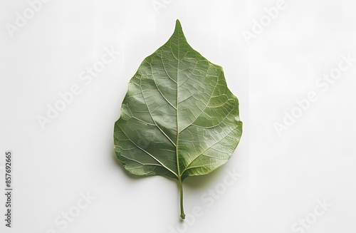 green leaf on a white background ai generative