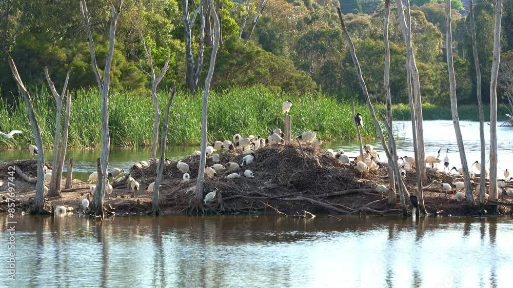 Large flock of Australian white ibis, threskiornis molucca perched on the island, nesting in the middle of wildlife lake during mating and breeding season. Large flock of Australian white ibis, threskiornis molucca perched on the island, nesting in the middle of wildlife lake during mating and breeding season.