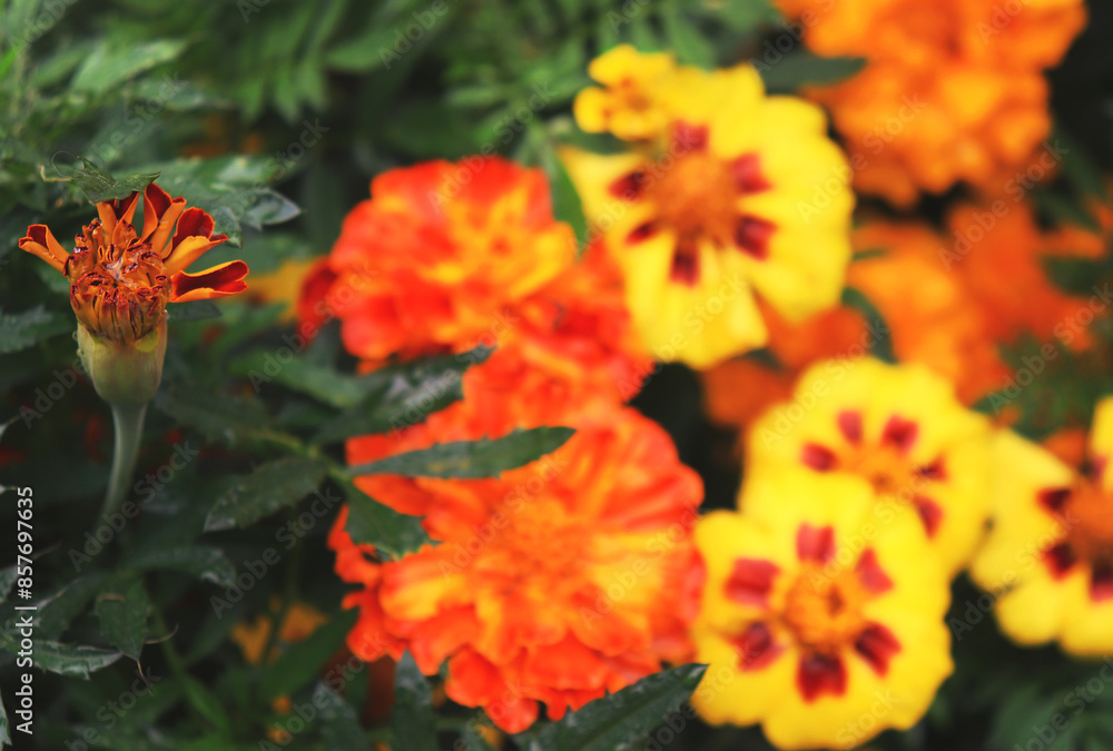 orange and yellow marigold flowers in a garden orange and yellow marigold flowers in a garden