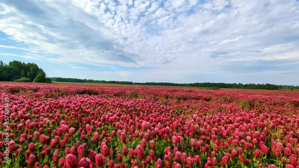 Vibrant field of blooming red flowers under a partly cloudy sky Vibrant field of blooming red flowers under a partly cloudy sky