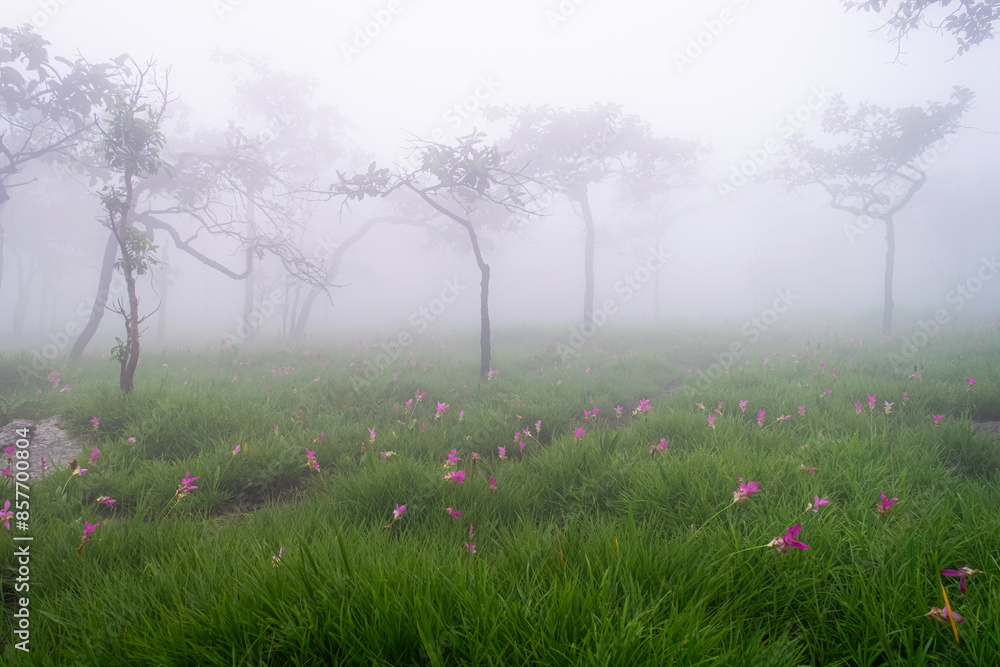 Φωτογραφία Siam Tulip field in the foggy morning at Pa Hin Ngam National Pa