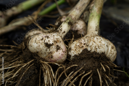 Freshly harvested garlic at the field.  畑で収穫したてのニンニク photo