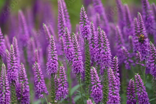 Veronica spicata, spiked speedwell plant with violet flowers.