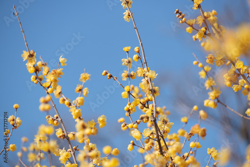 綺麗な黄色の花の蝋梅 photo