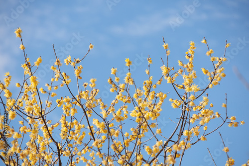 綺麗な黄色の花の蝋梅