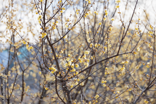 綺麗な黄色の花の蝋梅 photo