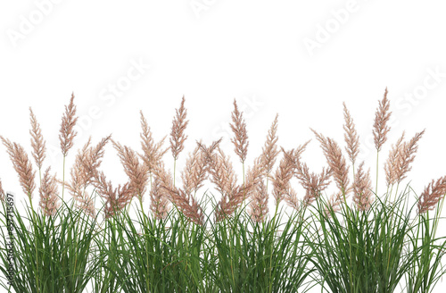 Grass with flowers border in the field, transparent backroudn photo