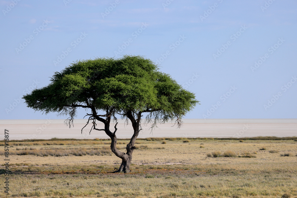 umbrella acacia tree in the Etosha Nationalpark, Namibia