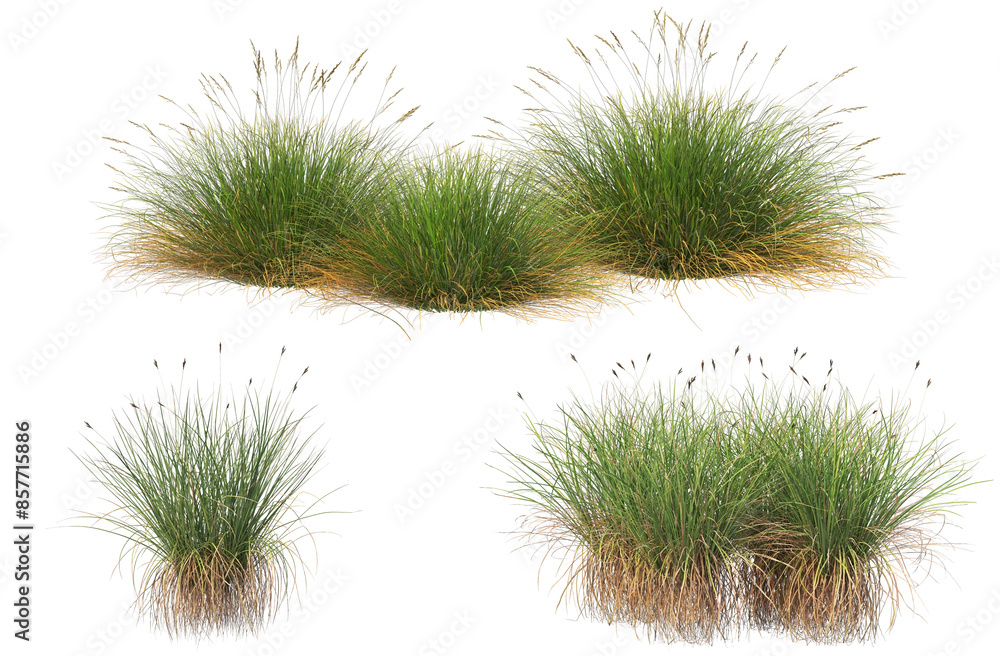 Flowers and grass bushes in the garden collection, transparent background Flowers and grass bushes in the garden collection, transparent background