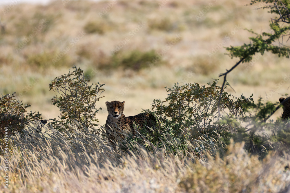 a cheetah in the savannah of Etosha NP, Namibia a cheetah in the savannah of Etosha NP, Namibia