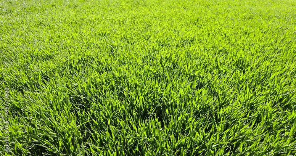 wheat field with green grass in sunny weather, beautiful green cereals in the field wheat field with green grass in sunny weather, beautiful green cereals in the field