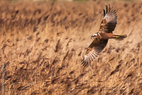 Marsh Harrier
