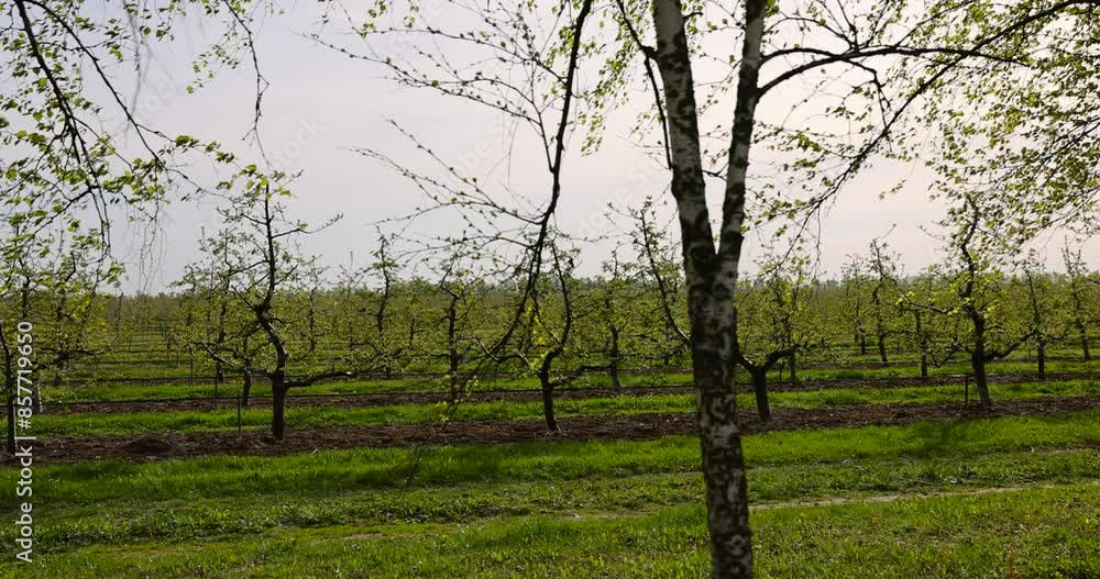 young apple orchard in spring, young apple trees in the orchard with the first foliage in spring young apple orchard in spring, young apple trees in the orchard with the first foliage in spring