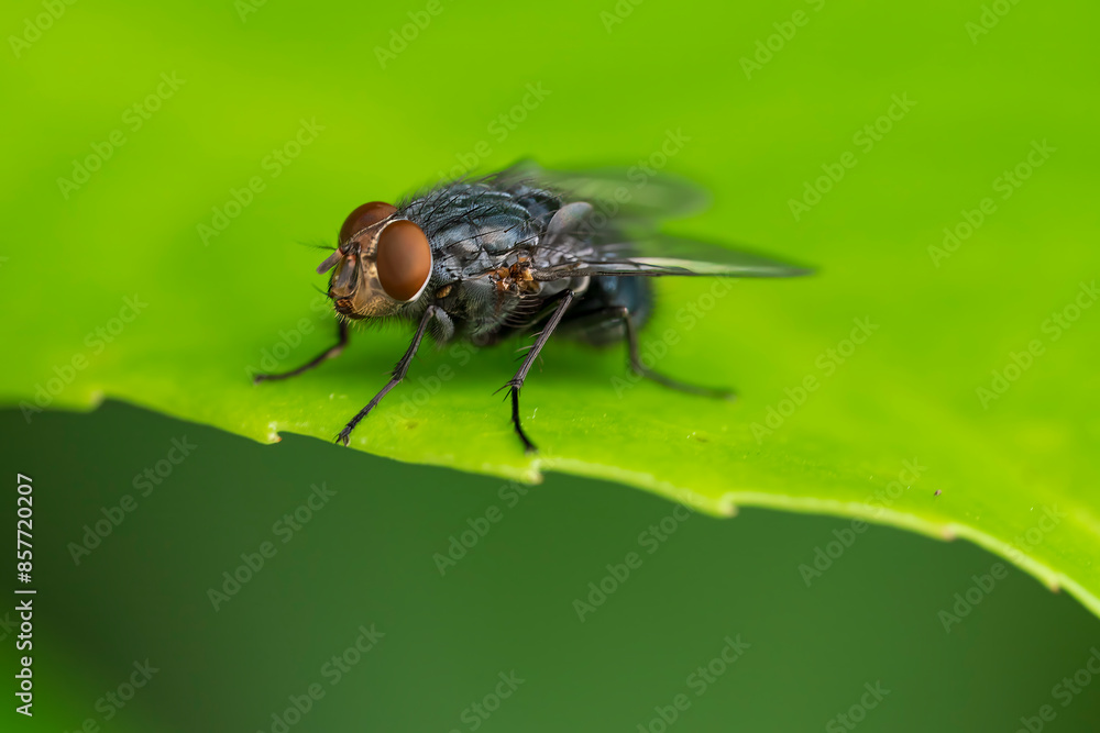 House fly in close up view sit on green leave with blurred background