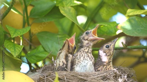 True thrush bird in nest with eggs feed babies. photo