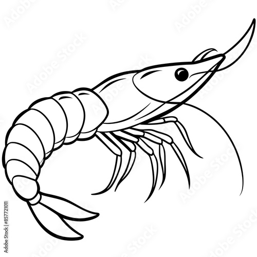 illustration of a shrimp