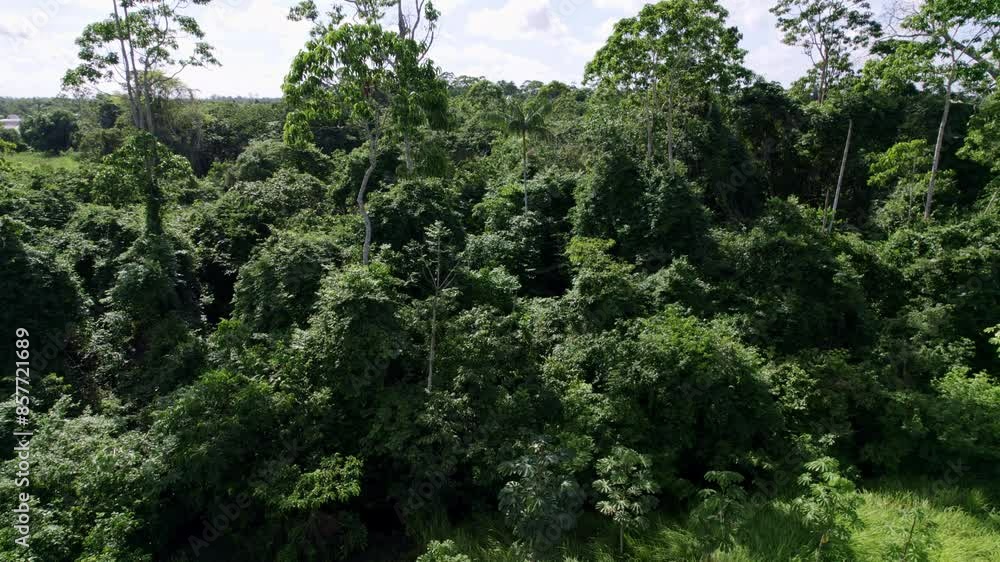 Aerial: Thick canopy green jungle trees in the Amazon rainforest, drone descending Aerial: Thick canopy green jungle trees in the Amazon rainforest, drone descending