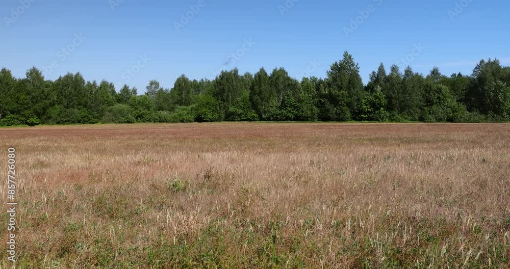 red sunburned grass and forest against a blue sky, summer landscape with damaged grass red sunburned grass and forest against a blue sky, summer landscape with damaged grass