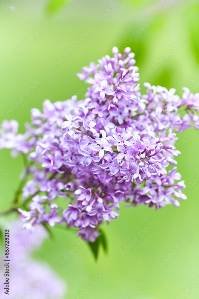 Nature background with spring flowers. Selective and soft focus. Close up. Nature background with spring flowers. Selective and soft focus. Close up.
