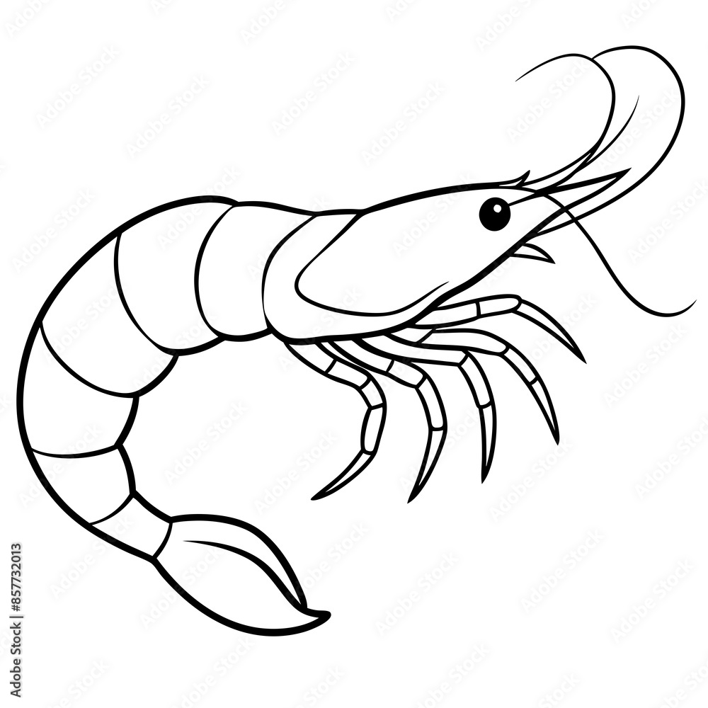 Shrimp line art sea animal Shrimp line art sea animal