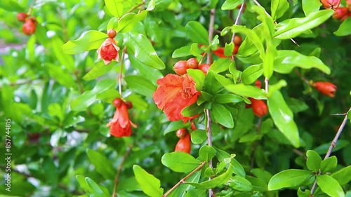 A closed pomegranate flower on a tree branch. Green foliage. A bush of a thermophilic plant. Garden.