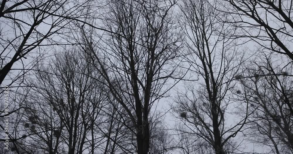 deciduous trees in winter during snowfall , bare deciduous trees in snowy cold winter deciduous trees in winter during snowfall , bare deciduous trees in snowy cold winter