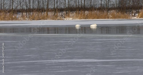 an ice-covered river in winter, a beautiful landscape in nature in the cold winter season on the river