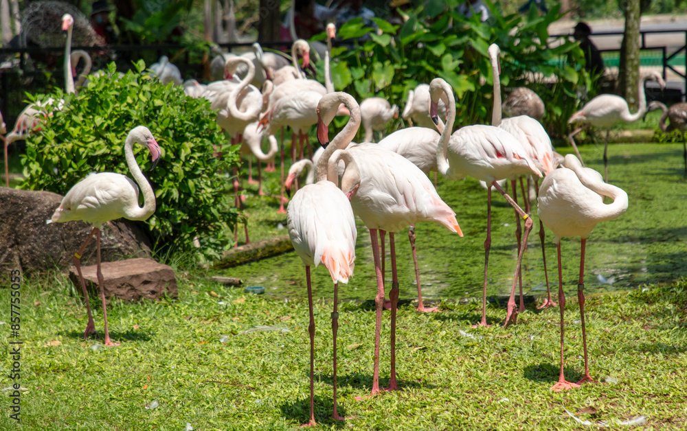 Pink flamingo birds in the park Pink flamingo birds in the park