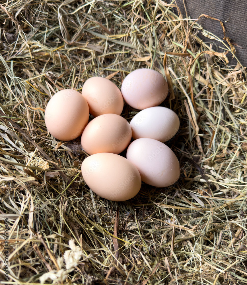 Chicken eggs in a straw nest Chicken eggs in a straw nest