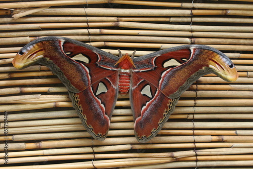 Der größte Schmetterling - Atlasspinner Attacus atlas 