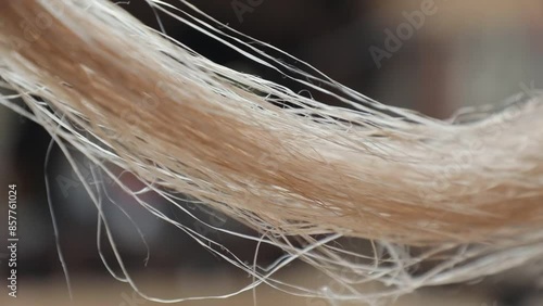 삼베옷을 만들 수 있는 대마 섬유