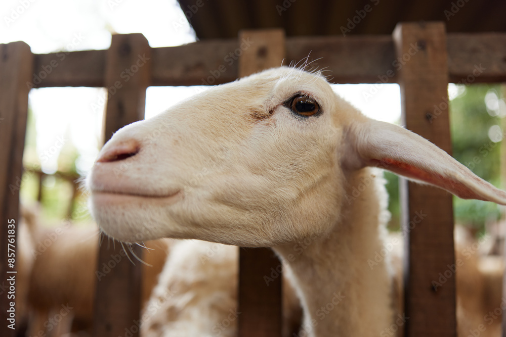 Fototapeta premium A close up of a sheep looking over a fence into a pen with other sheep