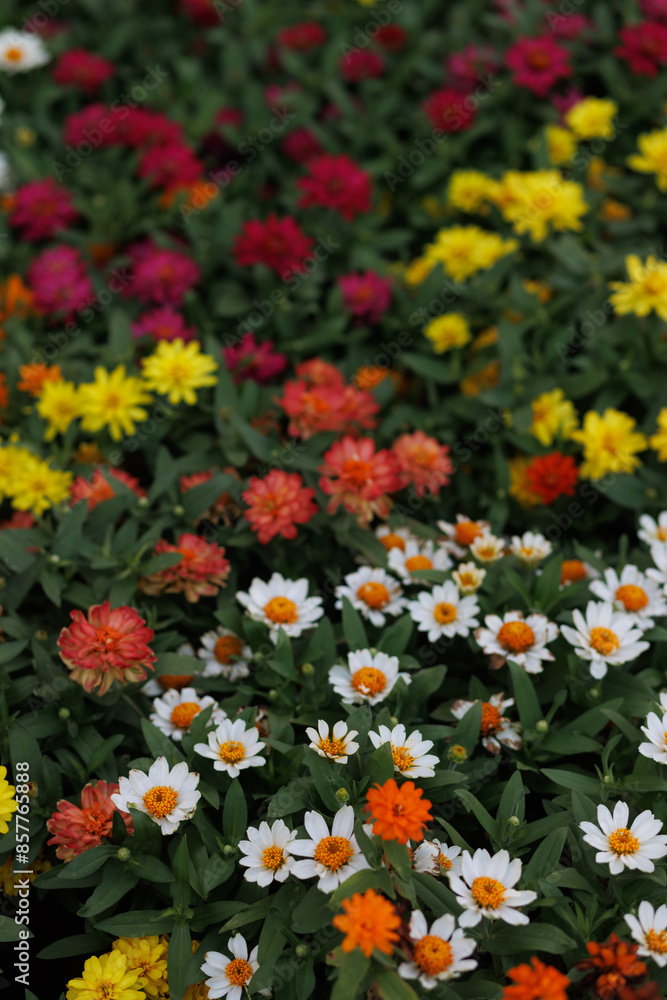 Fototapeta premium A vibrant flowerbed with a variety of colorful zinnias in full bloom.