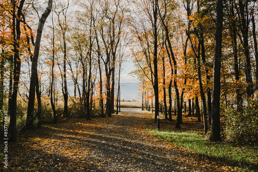 Obraz premium driveway on a gorgeous autumn day