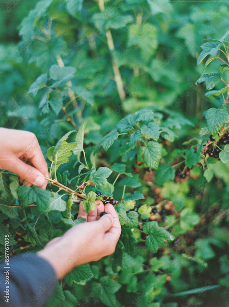 Vertical image of two hands picking elderberries off a bush Vertical image of two hands picking elderberries off a bush