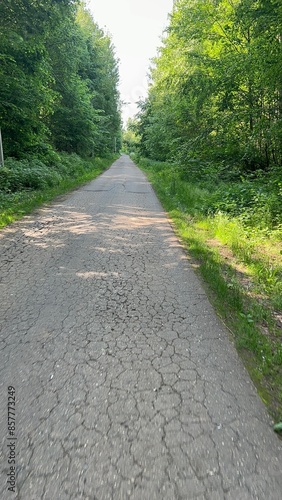 path in the forest