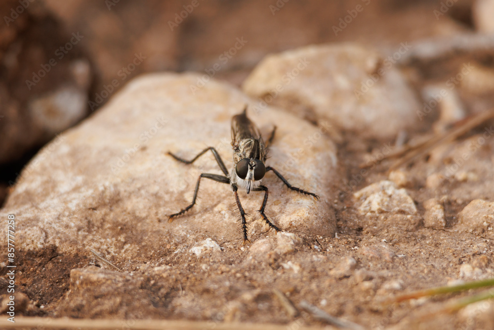 Posición amenazante de mosca asesina (asilidae) sobre roca en camino de tierra, Alcoy, España Posición amenazante de mosca asesina (asilidae) sobre roca en camino de tierra, Alcoy, España