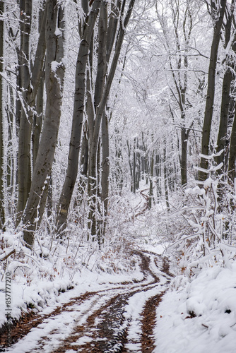 Wallpaper Mural view of trail road in frozen forest Torontodigital.ca