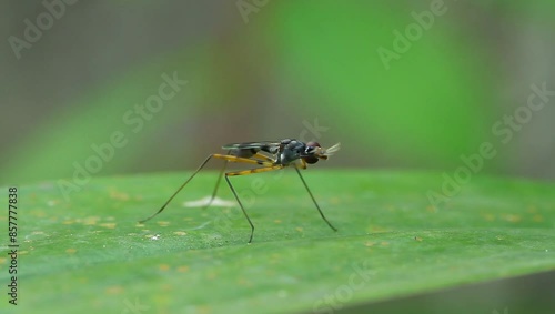 A micropezidae fly perched on a leaf, footage, wildlife video, insects. photo