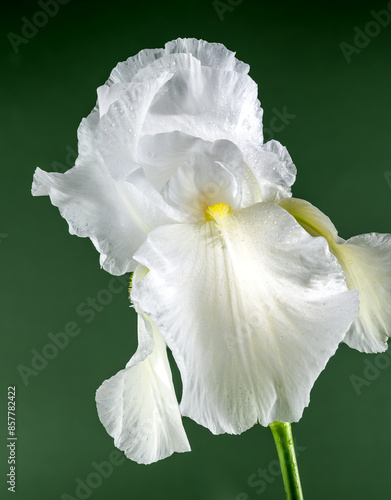 Photography Blooming white iris Immortality on a green background