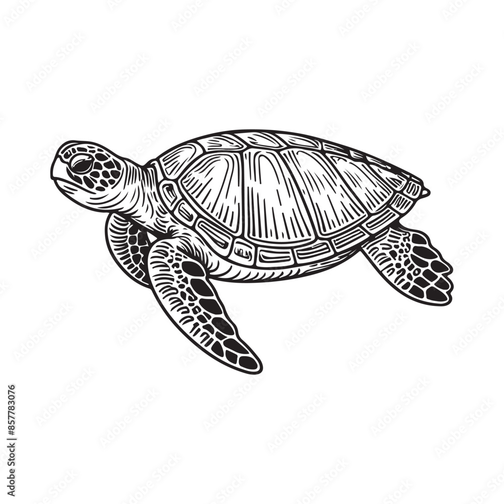 Fototapeta premium Line art of sea turtle side view vector