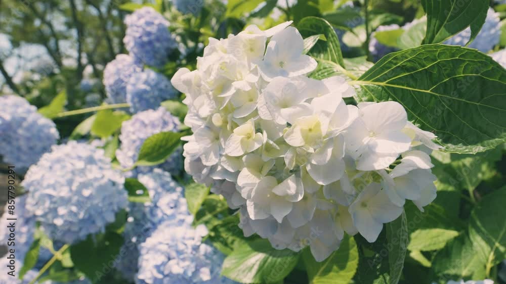Beautiful view of many blue hydrangea flowers blooming on June, Mt.Shiude in Kagawa Prefecture in Japan, Nature or outdoor Beautiful view of many blue hydrangea flowers blooming on June, Mt.Shiude in Kagawa Prefecture in Japan, Nature or outdoor