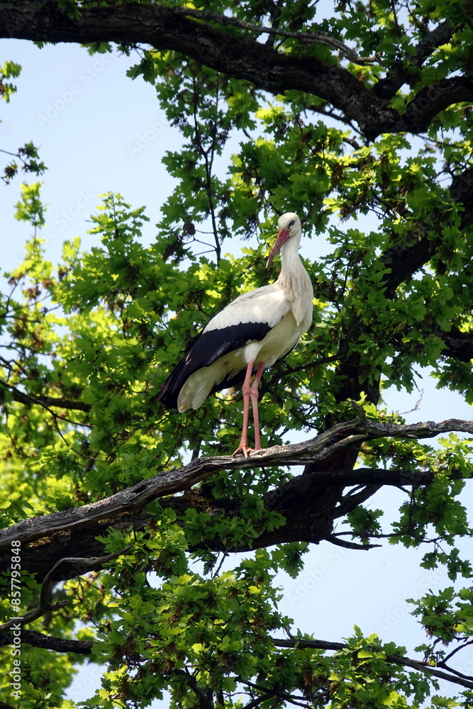 Storch auf einem Baum