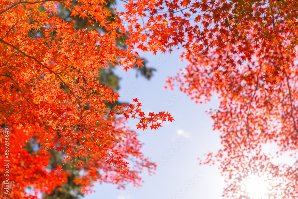 Beautiful autumn landscape.Colorful foliage in autumn.Falling maple leaf seasons.Maple leaves turn yellow, orange, red in autumn. Beautiful autumn landscape.Colorful foliage in autumn.Falling maple leaf seasons.Maple leaves turn yellow, orange, red in autumn.
