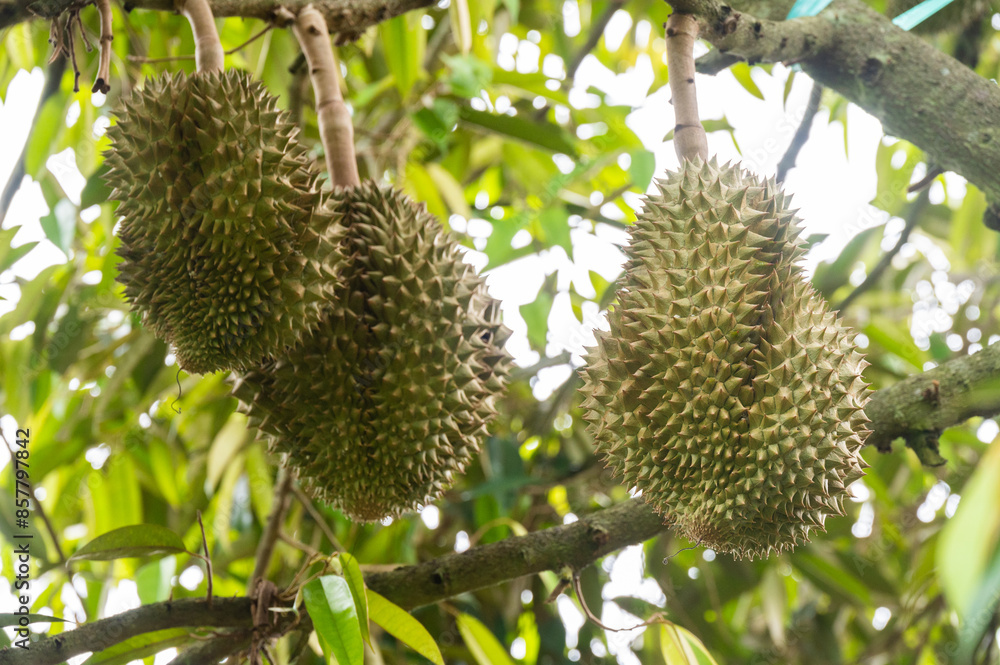 Durians growing on durian tree in Thailand. Durian is a Southeast Asian fruit that's most popular in Thailand. Durian is widely known in southeast Asia as the “king of fruits” Durians growing on durian tree in Thailand. Durian is a Southeast Asian fruit that's most popular in Thailand. Durian is widely known in southeast Asia as the “king of fruits”