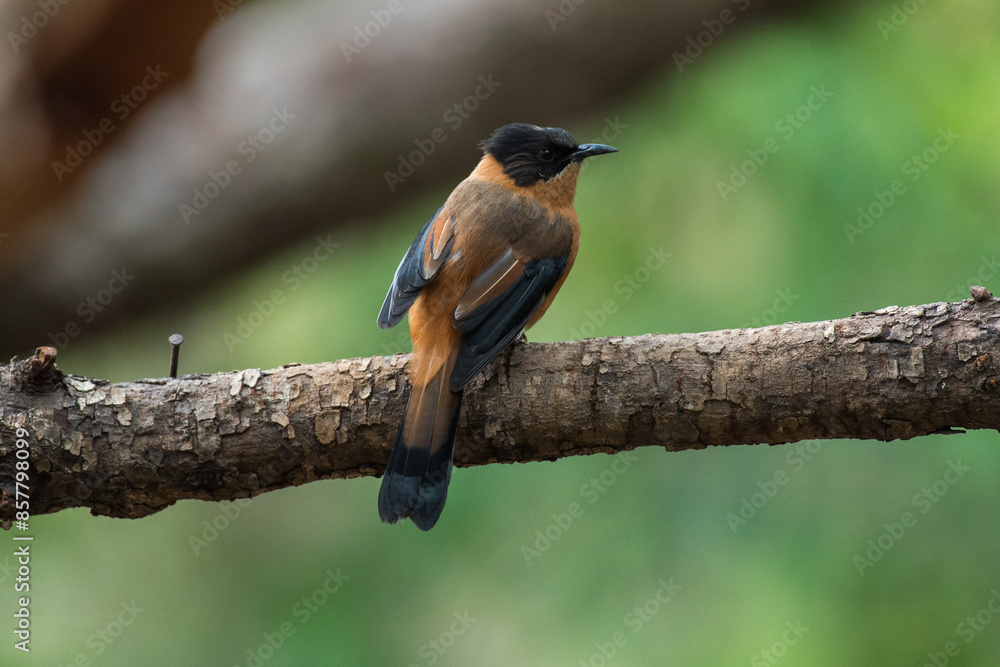 Rufous sibia bird perched on a branch with use of selective focus Rufous sibia bird perched on a branch with use of selective focus