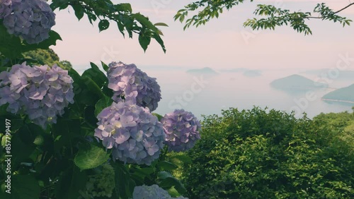 Beautiful view of many blue hydrangea flowers blooming on June, Mt.Shiude in Kagawa Prefecture in Japan, Nature or outdoor photo