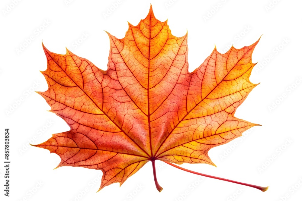 Single Isolated Red Maple Leaf With Veins, On A White Background. Single Isolated Red Maple Leaf With Veins, On A White Background.