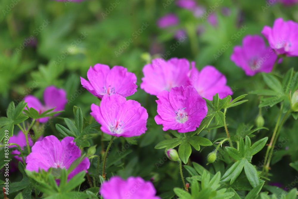 Geranium sanguineum. Bloody geranium flowers in garden. Geranium sanguineum. Bloody geranium flowers in garden.
