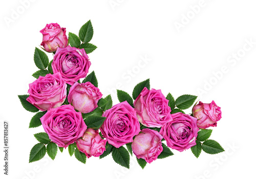 Pink rose flowers in a corn...